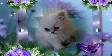 Tapioca my lil white Persian framed in blue and purple with purple flowers and butterflies.