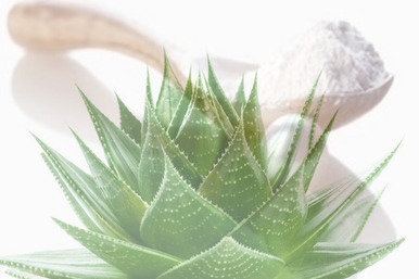 Aloe Vera Plant And Pearl Powder