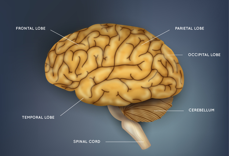 Boost Brain Function Improve Memory Loss