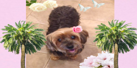 Sassy, an adorable brown Terrior, Yorkie mix poses with a flower in her hair by 2 palm trees and 2 butterlies dancing in the air.