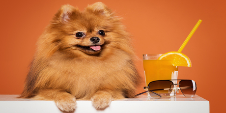 Foods That Are Dangerous And Toxic To Dogs