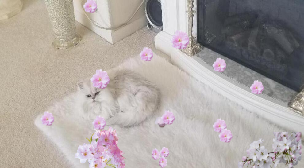 Marshmallow my white Persian cat laying on a white fur rug in front of the fireplace with cherry blossoms all around.