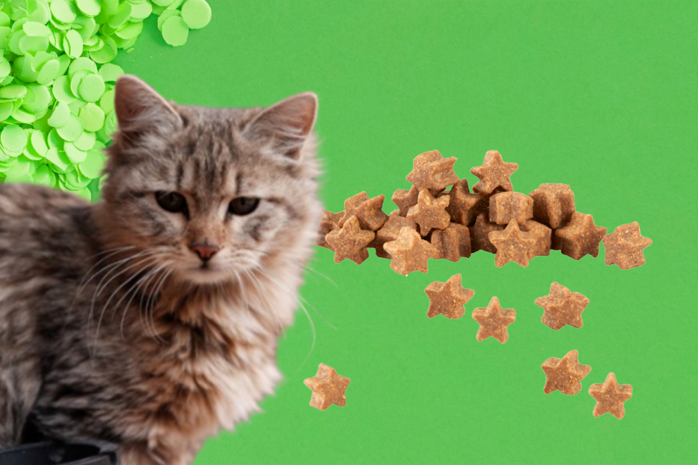 Adorable furry kitty with homemade treats beside her and an emerald green background setting.