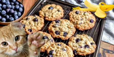 Homemade Treats For Dogs With Liver Disease