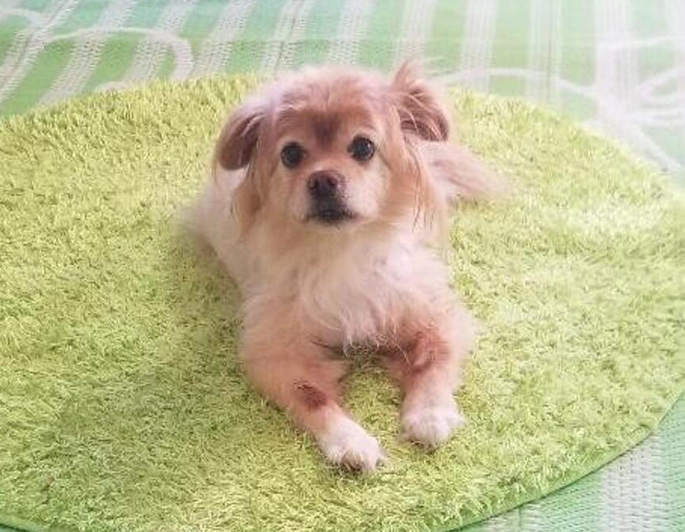 Chester, a Golden Chi, sitting on a lime green rug is the reason for helping us heal our pets with separation anxiety.