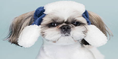 An adorable white Shih Zue with light brown around his face and ears wearing blue and white ear warmers.