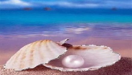 oyster shell on the ocean