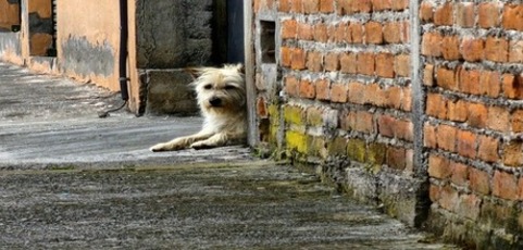 Abondoned dog in a deserted building patiently waiting for someone one to rescue him.
