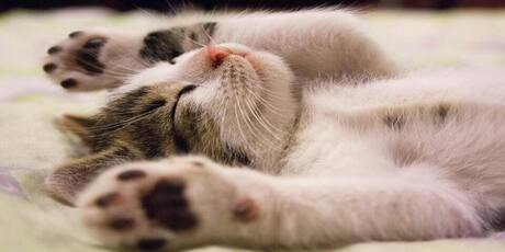 A  white and part Calico cat lying on his back, arms over his head, is totally relaxed because he has adopted a responsible pet owner